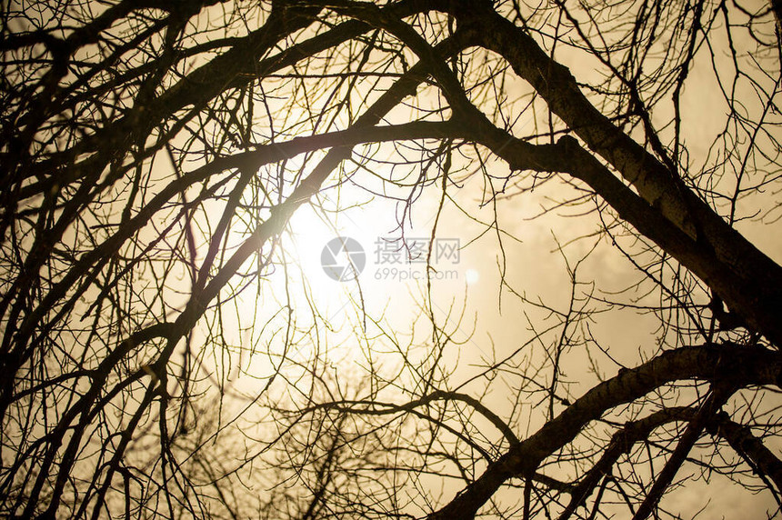 日光树和太阳穿过树枝图片