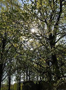阳光透过树叶莫斯科图片