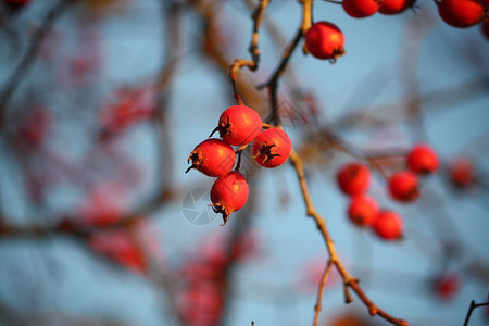 Howthorn成熟的红浆果在户外的树枝上图片