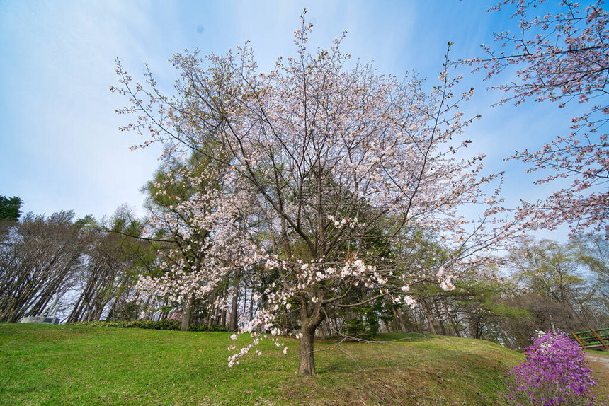 北海道春天的樱花图片