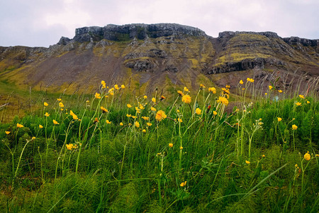 深黄色的花草在冰岛和背景中的山脉图片