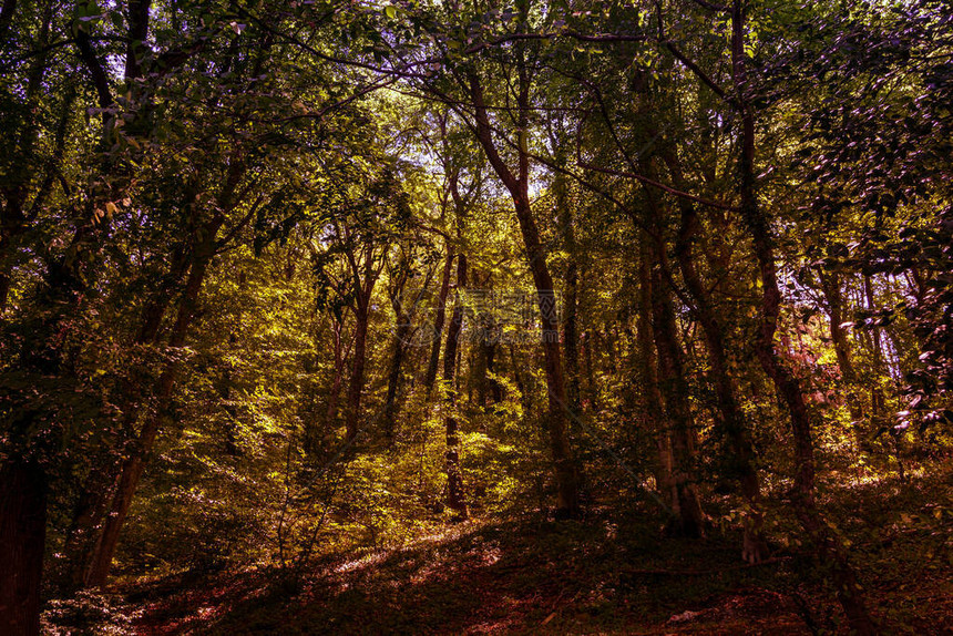 秋天的森林自然背景图片