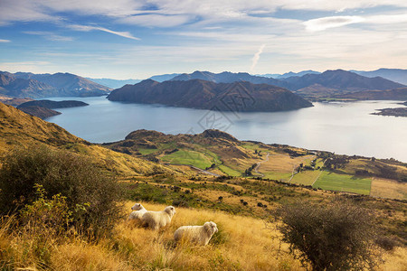 新西兰美丽的农村风景旅行和自然背景旅图片