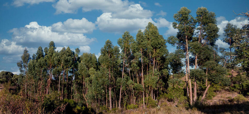 葡萄牙SaoBrasdeAlportel附近阿尔加夫地区的Eucalyptus树木和干图片