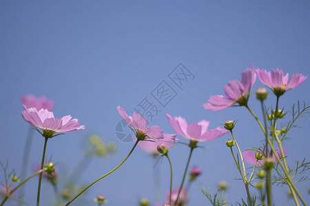 花园里盛开的波斯菊花图片