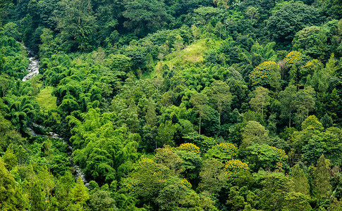 丛林鸟瞰森林热带景观图片