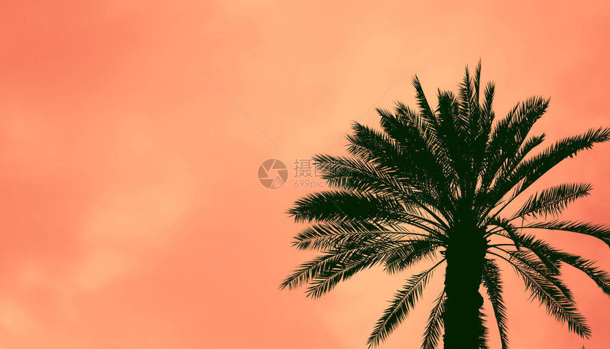 枣椰树反对五颜六色的日落天空美丽的自然背景图像带有复制空图片