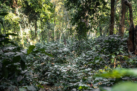 亚洲大树下面的咖啡高清图片