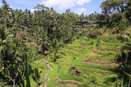 印度尼西亚UbudKintam图片