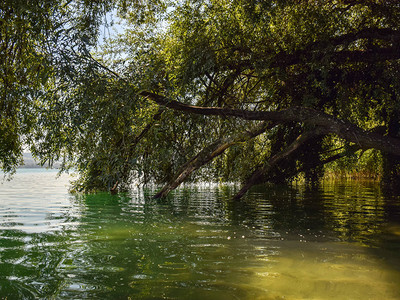 阳光照在树枝下碧绿的湖水背景图片