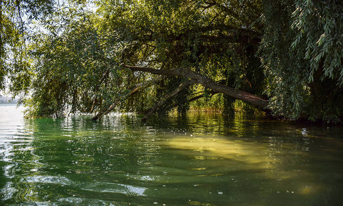 阳光照在树枝下碧绿的湖水背景图片
