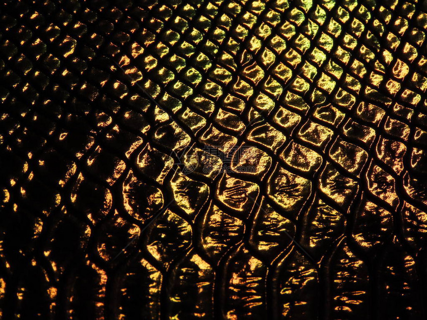 鳄鱼图案浮雕全息表面上不同角度的光线会产生不同的颜色图片