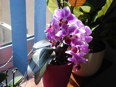 紫色兰花装饰办公室图片