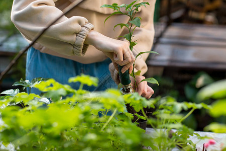 温室里的女人家园艺植物图片