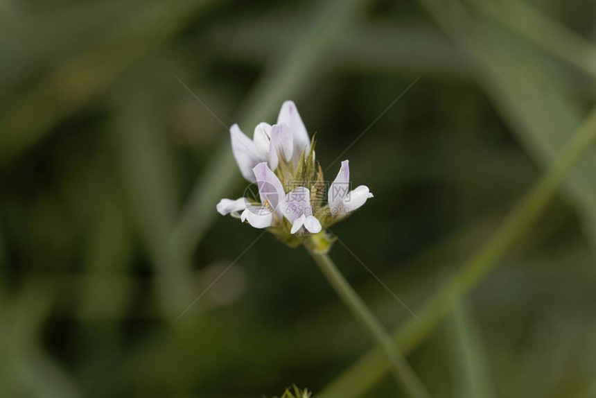 阿拉伯豆的花朵或铁土比土米图片