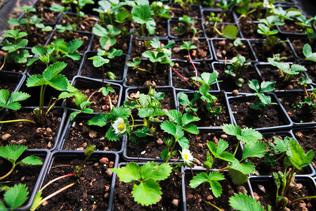 黑色的草莓幼苗塑料锅种植图片