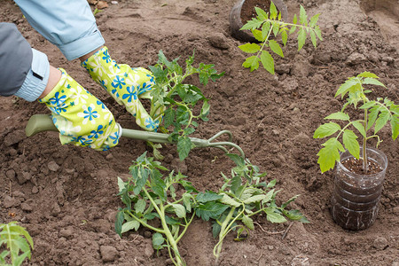 戴着手套的女园丁用手耙在花园的土壤中种植番茄幼苗顶视图片