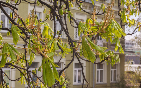 在基辅19世纪晚期建筑背景的开业栗子树枝上布满了19图片