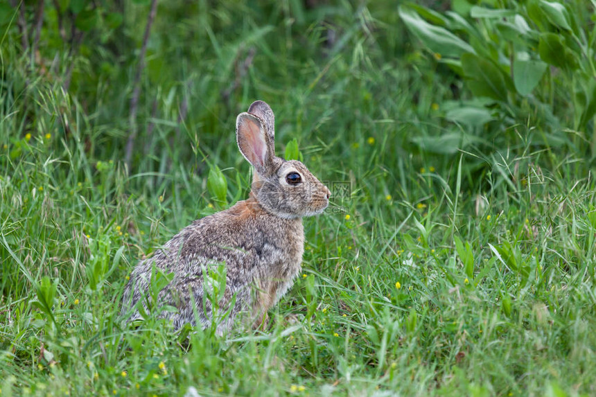 一只可爱的小野兔子坐在生机勃的绿草丛中谨慎地寻图片