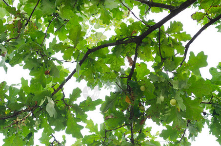 绿色橡树叶图案阳光穿过橡树叶查看通过树枝选择焦图片
