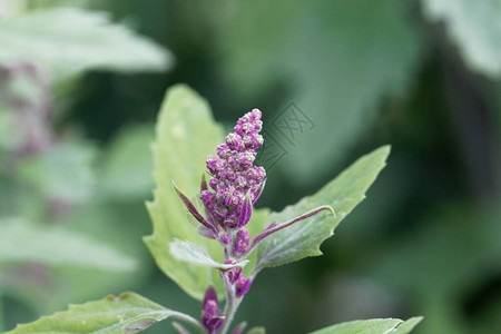 树菠菜植物的花大藜背景图片