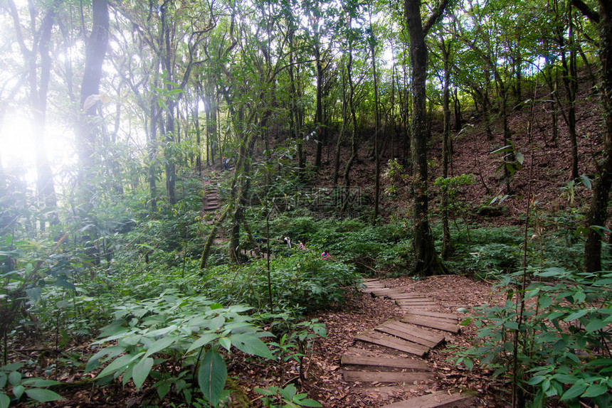 泰国茵他侬公园的热带雨林图片