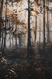 带轻光雷和薄雾的木质黑暗森林图片