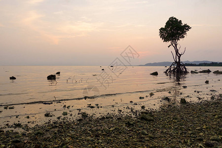 夕阳海中的红树林图片