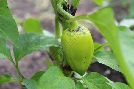 照片甜椒在花园里甜椒绿色图片