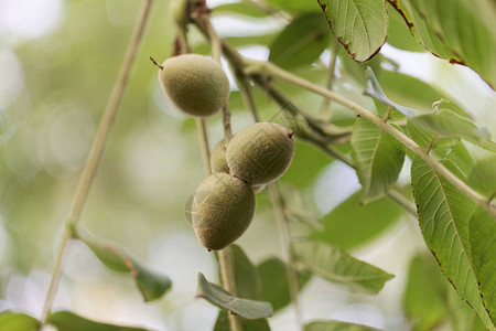 日本核桃Juglansailantifolia在树上的果实图片