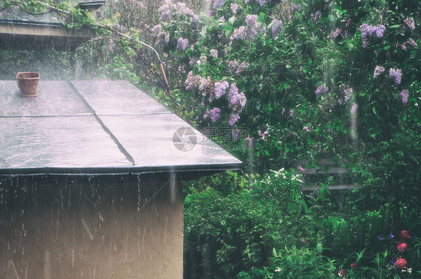 夏季花园中的雨滴和大雨的水流图片