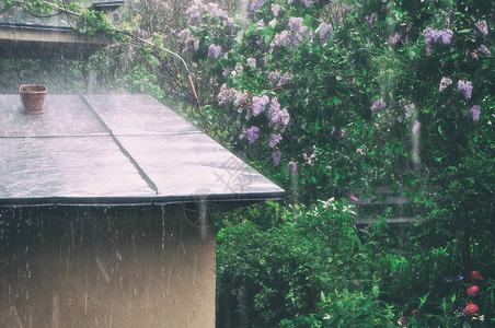夏季花园中的雨滴和大雨的水流图片