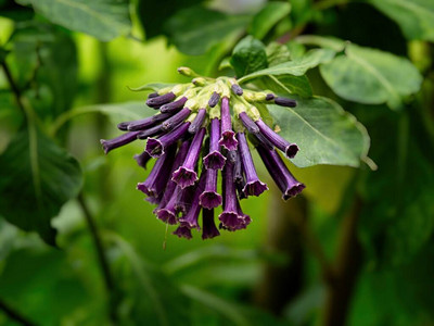 紫色Iochromacylaneum图片