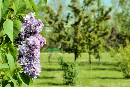 Lilac花春图片