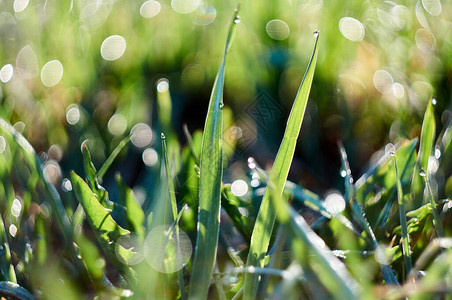清晨露水滴落的新鲜草地附近美图片