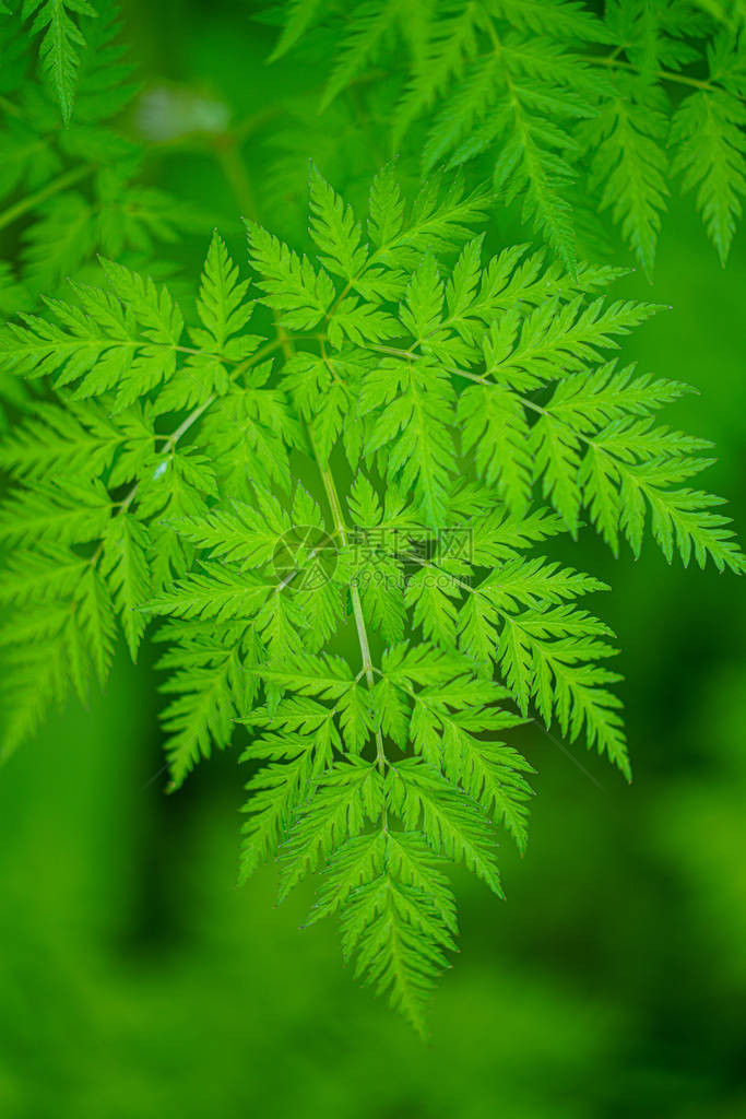 春天的植物图片