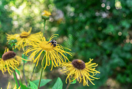 黄色花朵和蜂蜜收集花粉伊努拉图片