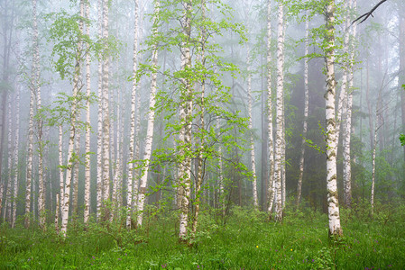 浓雾中白桦林的早晨图片