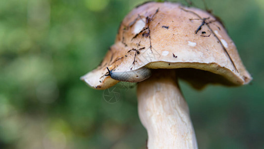 森林蘑菇的集合图片