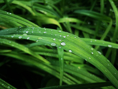 雨后露下落到草地上壁纸绿图片