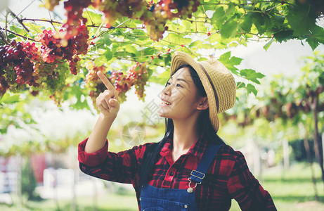 收获季节在葡萄园收获葡萄图片