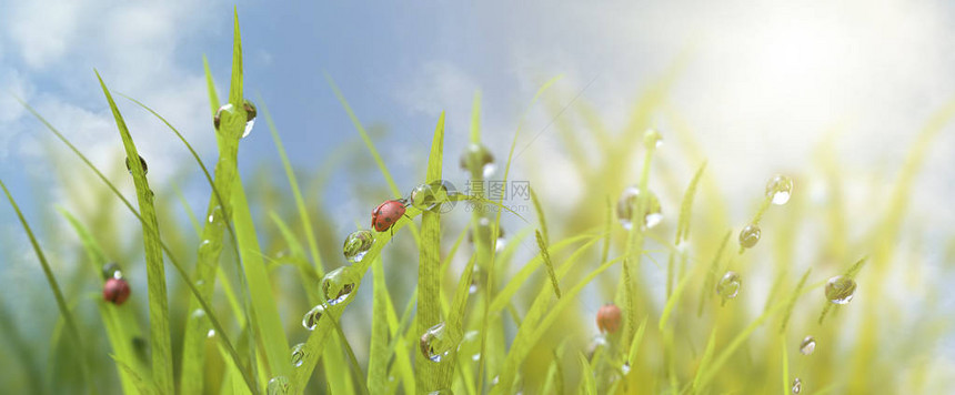 草在早晨的水滴和夏天春的一只瓢虫在自然宏上图片