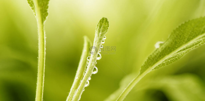 绿色鼠尾草叶特写镜头与水滴的模糊背景上的宏观草本植物生态图片
