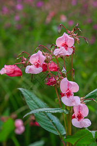 Glandulifera的粉红色低图片