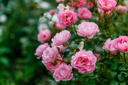 明亮粉红玫瑰图片