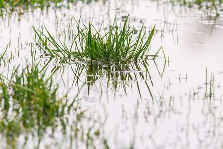 后院的大雨留下了浅水池和反射在水面上的尖刺草图片