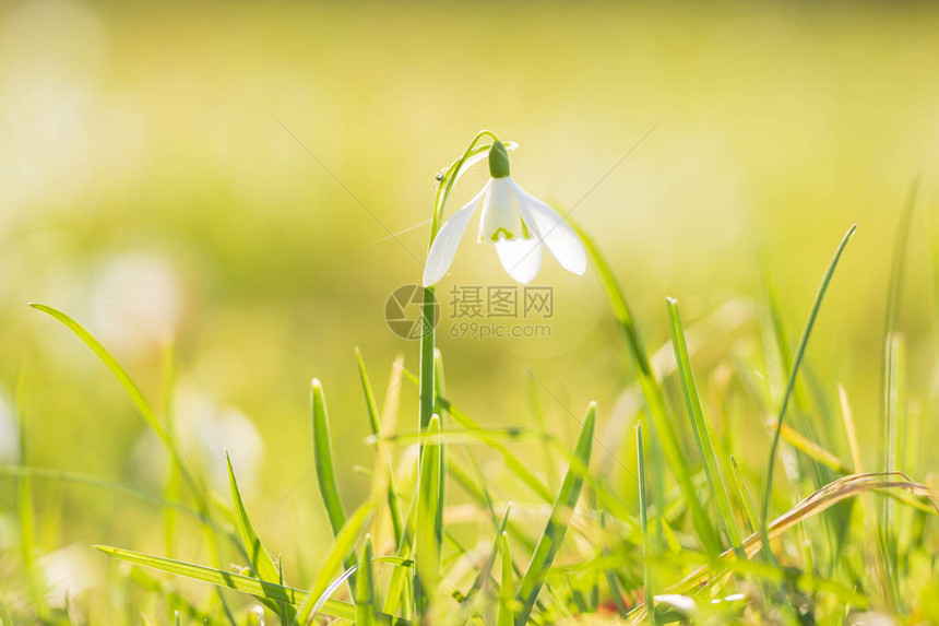 GalanthusNivvalis在阳光下开花在绿色草原上浅小的图片