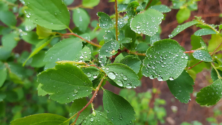 雨后植物近景图片