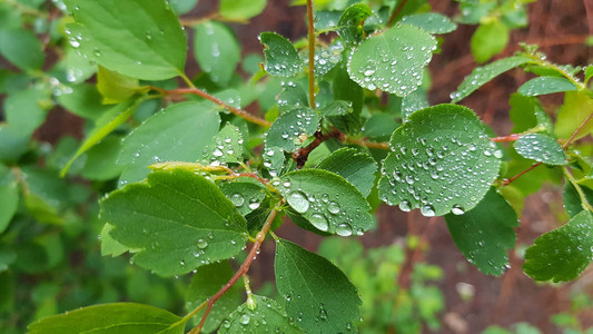 雨后植物近景图片