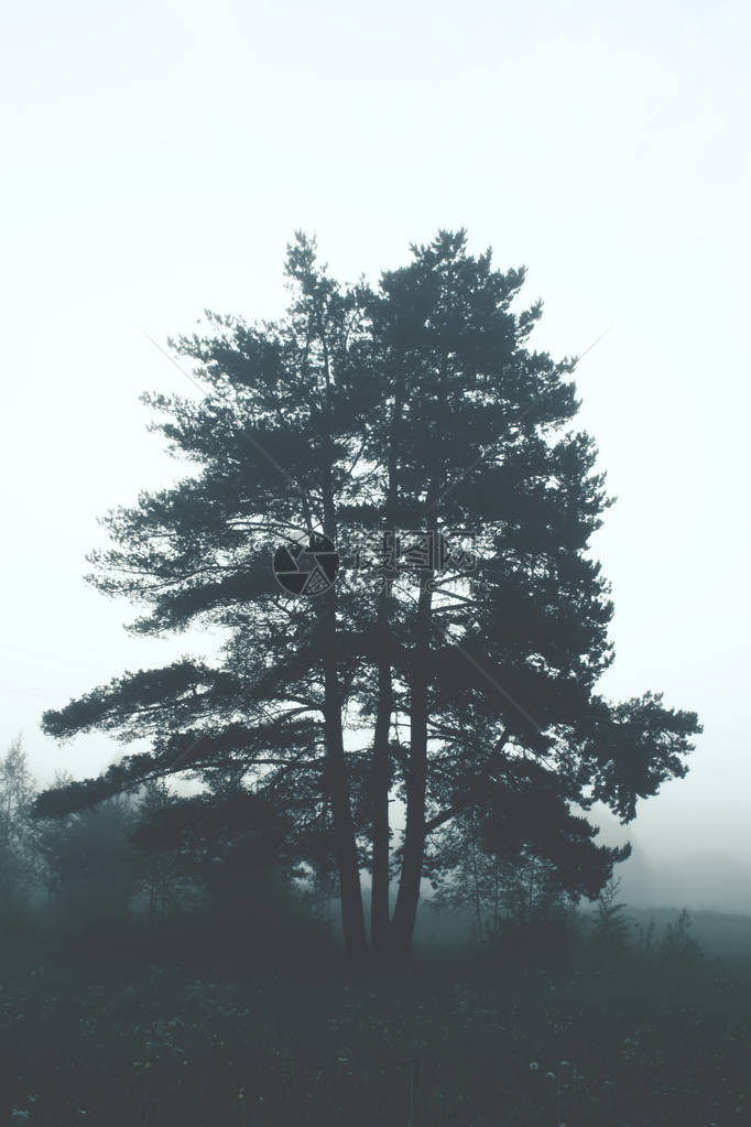 乡村晨雾中的松树图片
